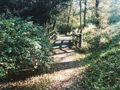 Sunlit woodland path with wooden fence.