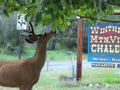 Mule deer