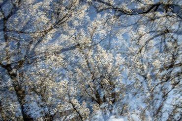 Double exposure, slow shutter  studies of Spring Trees in Santa Fe, NM.