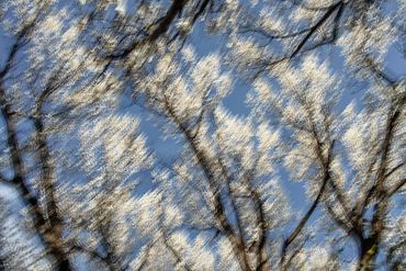Double exposure, slow shutter studies of flowering trees in Santa Fe, NM.