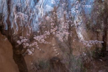 Double exposure, slow shutter  studies of Spring Trees in Santa Fe, NM.