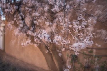 Double exposure, slow shutter  studies of Spring Trees in Santa Fe, NM.