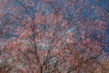 Double exposure, slow shutter  studies of Spring Trees in Santa Fe, NM.