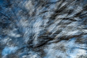 Double exposure, slow shutter  studies of Spring Trees in Santa Fe, NM.