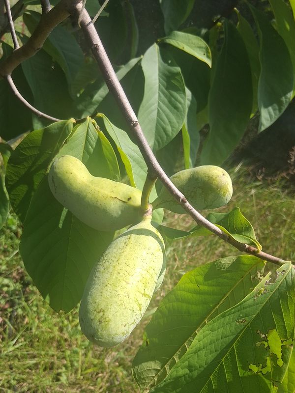 Pawpaw fruit summer 2026