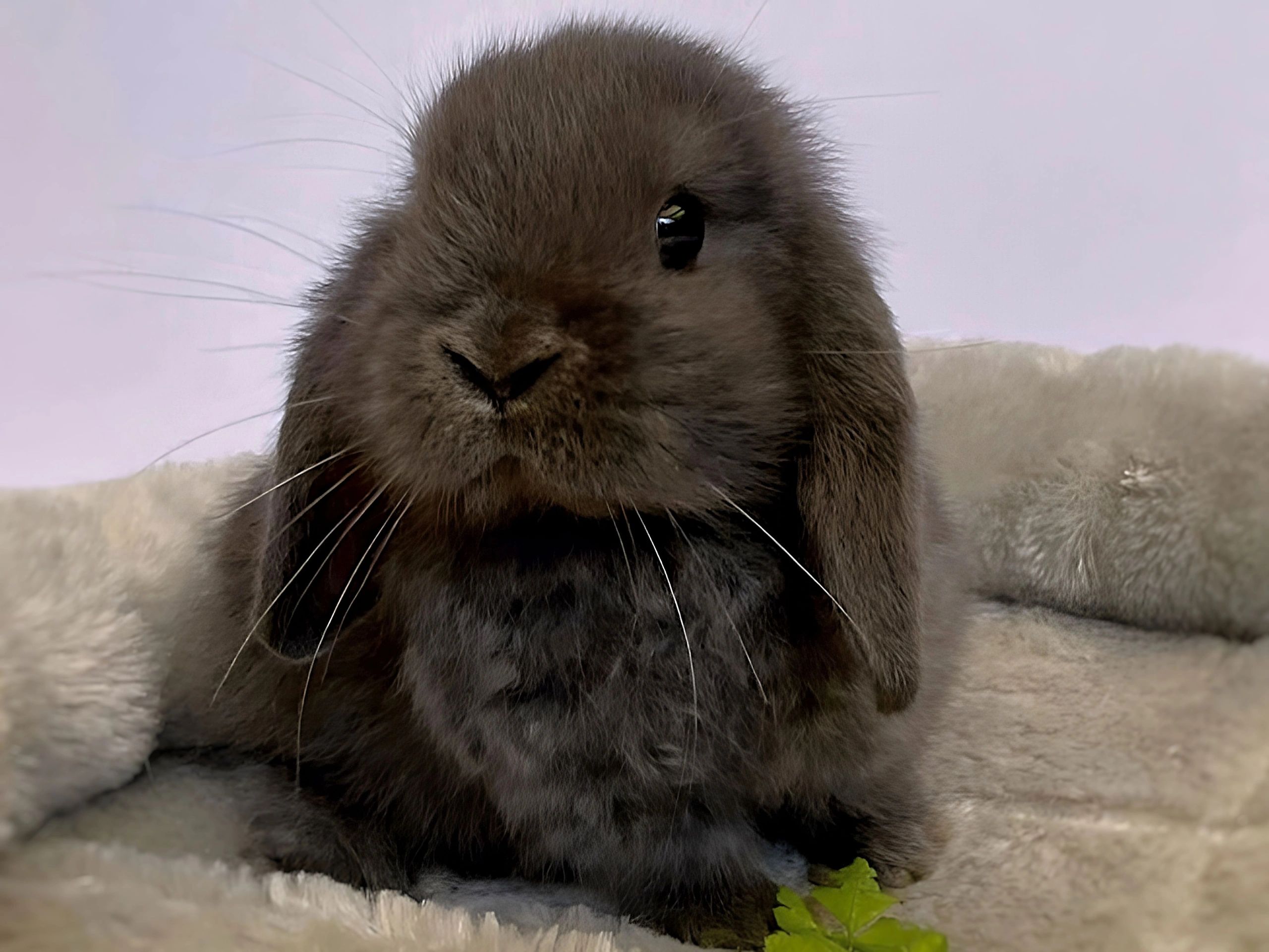 Mini Lop Rabbits Fully Grown