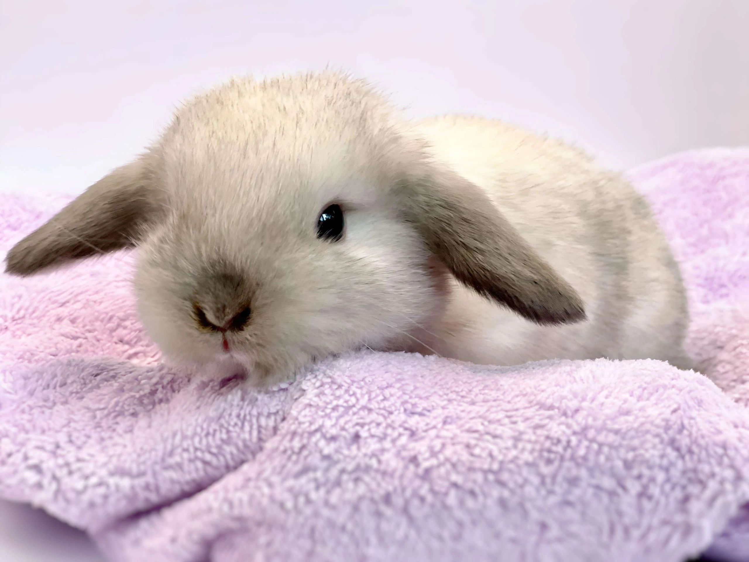 Baby Dwarf Lop Bunnies
