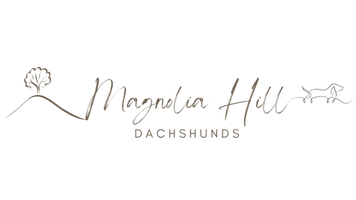 Magnolia Hill Dachshunds