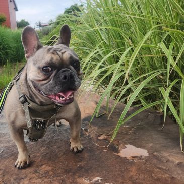 Happy French Bulldog standing on a rock near green plants.