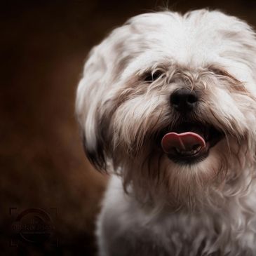 Creative fine art pet photography.