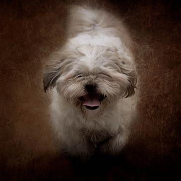 Creative fine art pet photography.