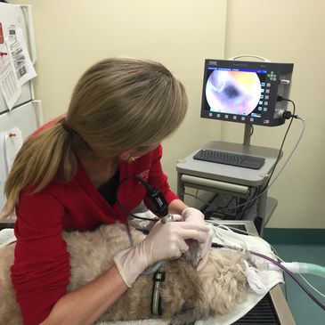 Dr Alicia Webb of Redbud Animal Dermatology Performing Karl Storz Video Otoscopy Procedure