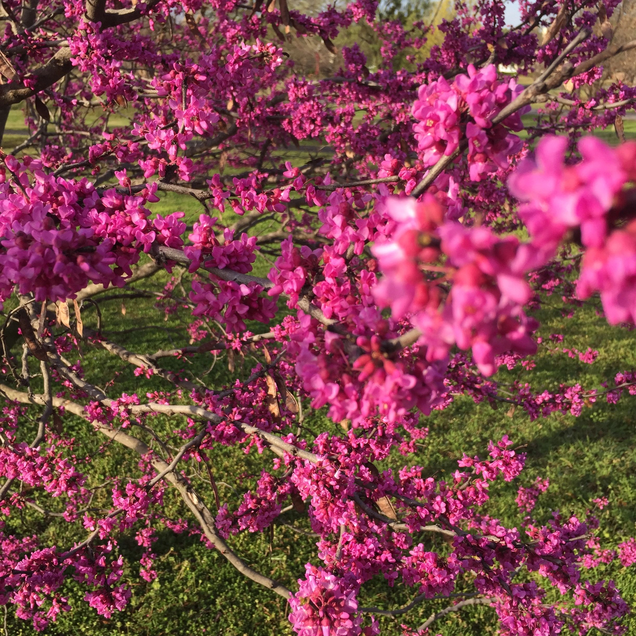 Veterinary Redbud Animal Dermatology & Allergy Specialist in Oklahoma