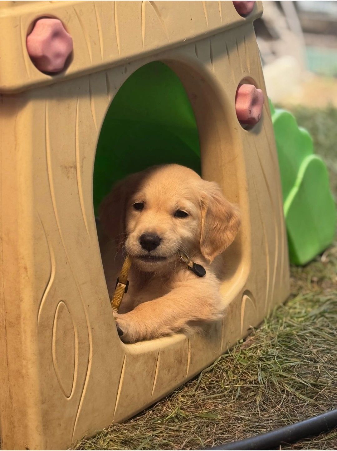 Gus