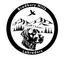 Wandering Willow Labs