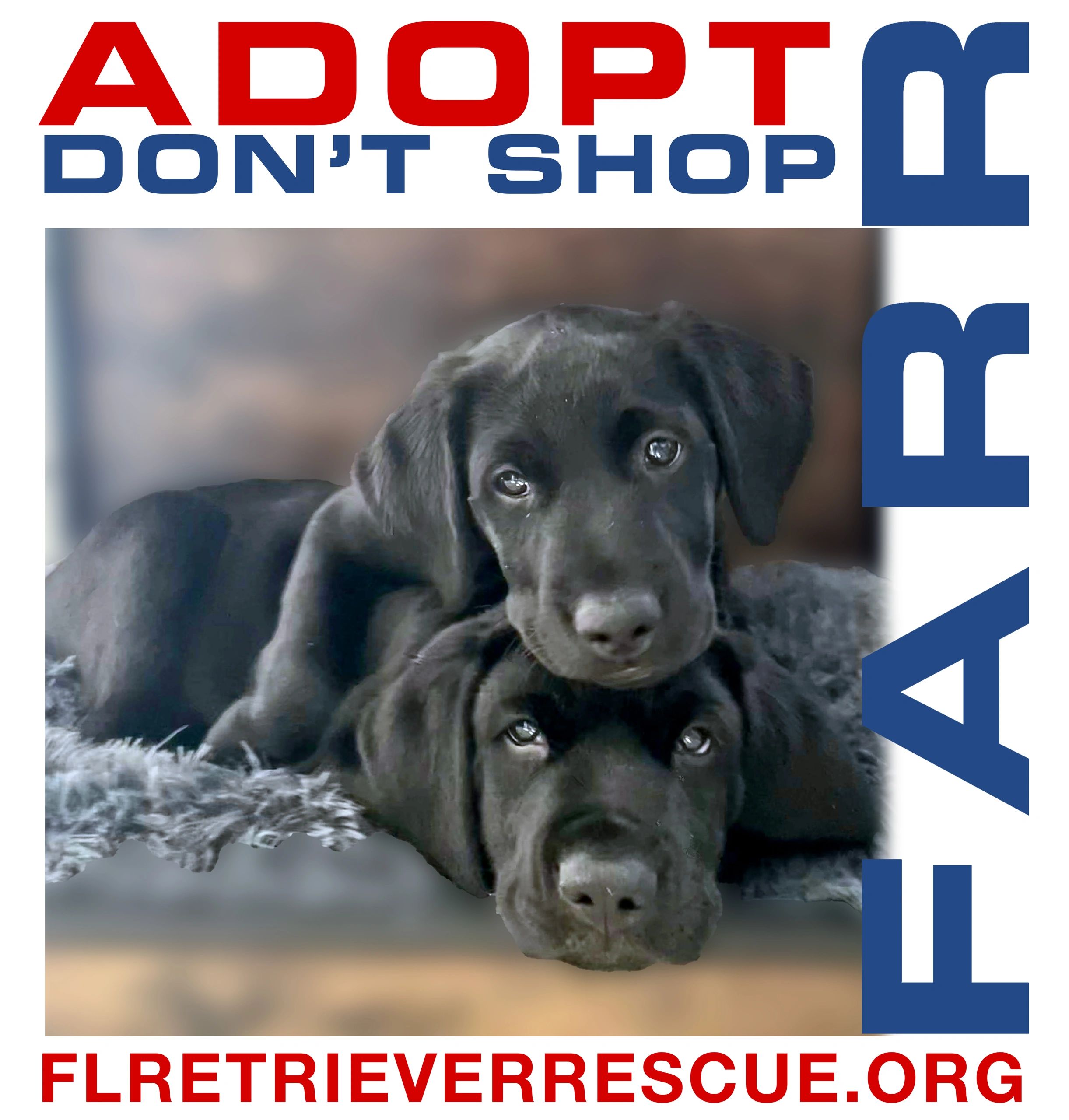 Logo Labrador Rehoming Centres American Labrador Rescue Midlands