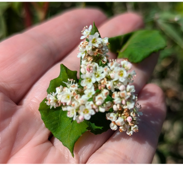 Buckwheat plant