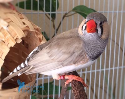 Lightback Male Zebra Finch