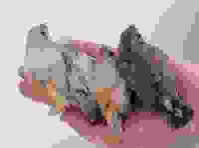 Variation in a clutch of Zebra Fnches