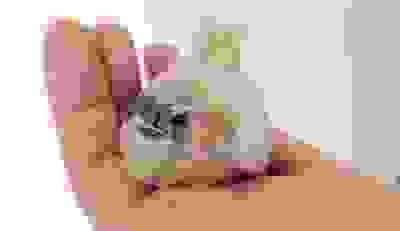 Silver split for lightback/Blackface Zebra Finch