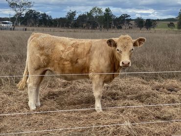 Honey my daughters  Charolais cow. Very friendly . Rosevale Qld 