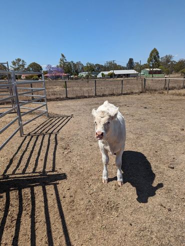 Sunny's calf moonstone .  About 4 months old learning to lead for show season. Rosevale Qld