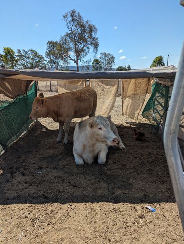 Sunny is the cow lying down. A very good mum.
 Rosevale Qld