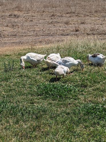 The geese. Just finished having babies . We kept one and sold the other 12. Very entertaining animal