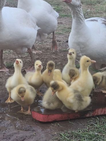 Baby goslings . Rosevale Qld 