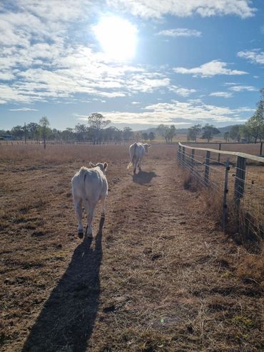 Headed to the feed buckets. Rosevale Qld