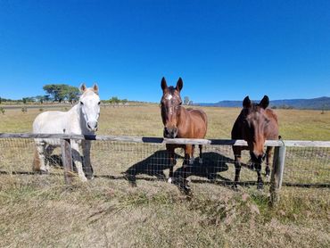 Tom on the left Jasper in the middle my wife's horse named when Twilight was big and Tally my mare. 