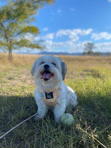 Lilly doing her favorite thing. Loves that ball. Rosevale Qld