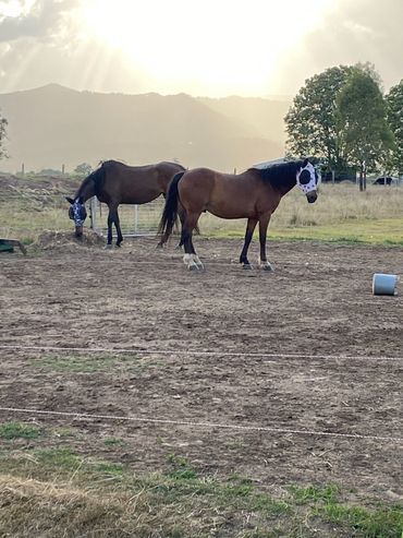 Horse hanging out. Rosevale Qld