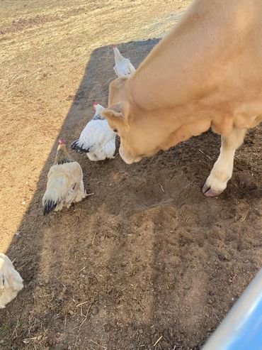 Honey playing with chickens. Rosevale Qld