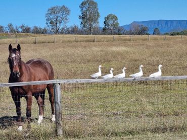 Jasper waiting for a treat. Rosevale Qld