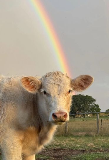 Rosevale Rainbow Charolais 