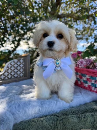 Daisy newest edition to Rosevale 