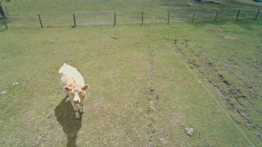 Drone Photo of Honey the cow in Rosevale Qld 
