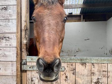 A brown horse peeking over a wooden stable door.