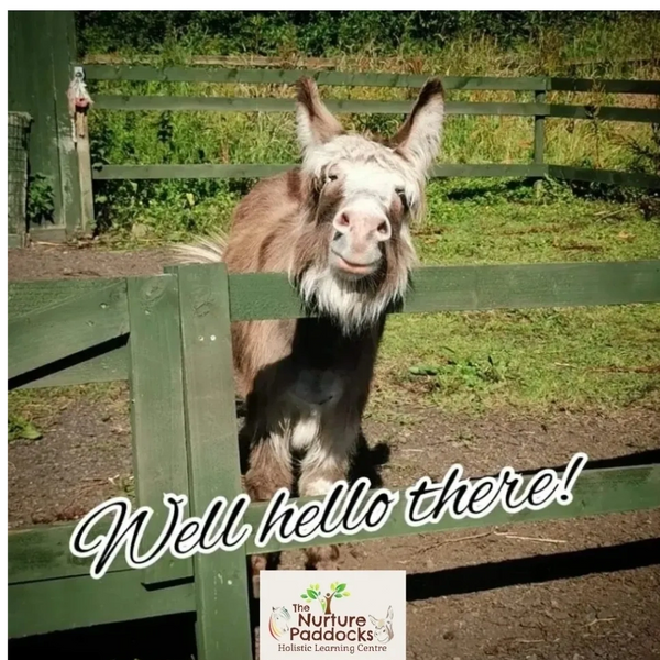 A friendly donkey greets with a smile behind a green fence.