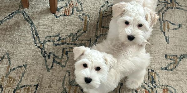 Two fluffy white puppies standing on a patterned rug near wooden chair legs.