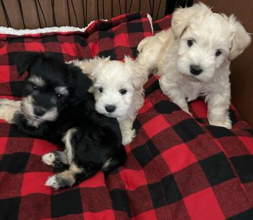 Three adorable puppies resting on a red and black checkered blanket.
