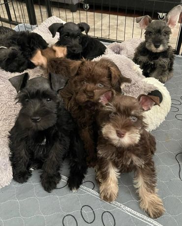 A group of adorable miniature schnauzer puppies relaxing on a cozy blanket.