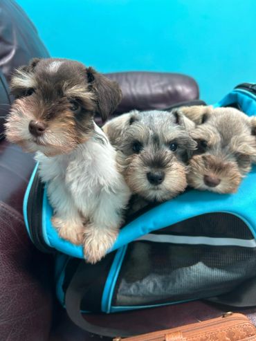 Three adorable puppies peeking out of a blue carrier bag.