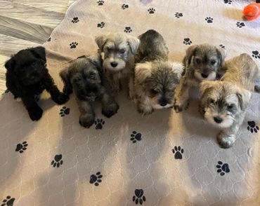 Six adorable puppies sitting on a paw-print blanket indoors.