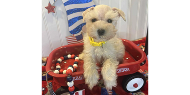 Cute puppy with yellow collar in a red wagon with patriotic decorations.
