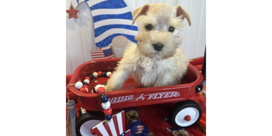 Cute puppy sitting in a red Radio Flyer wagon with patriotic decorations.