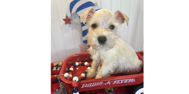 A small white puppy sitting in a red Radio Flyer wagon with patriotic decorations.