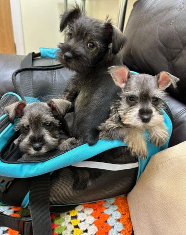 Three adorable puppies sitting inside a blue pet carrier on a couch.