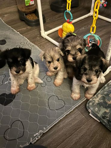 Four adorable small puppies sitting on a mat indoors.